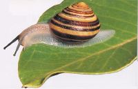 seashell